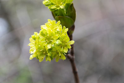 Close-up of yellow flowering plant