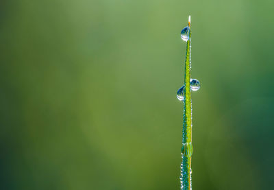 Close-up of raindrops on leaf