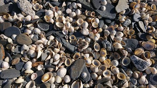 High angle view of shells on wood