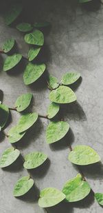 Low angle view of ivy growing against wall