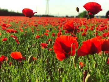 Close-up of red poppy flowers in field
