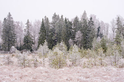 Trees on snow covered field against sky