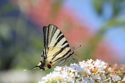 Close-up of butterfly on white flowers at park