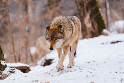 Wolf in the snow