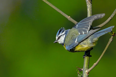 Close-up of bird perching on branch