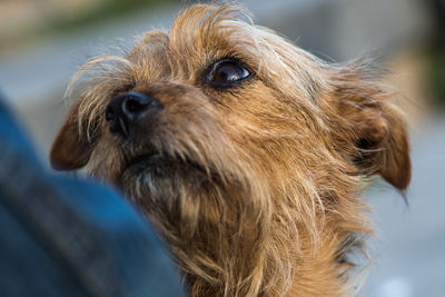 Close-up of dog looking away