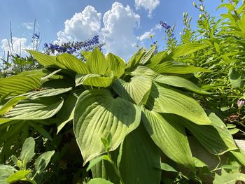 Close-up of green leaves on plant