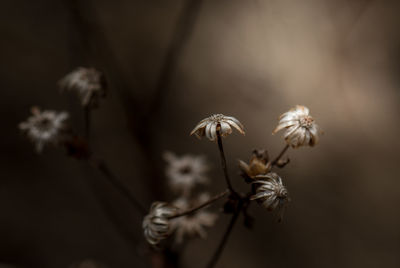 Close-up of flowers against blurred background