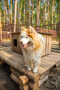 Dog looking away while sitting on wood in forest