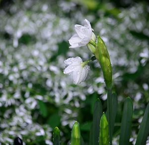 Close-up of wet flower