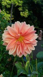 Close-up of pink flower