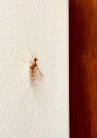 Close-up of spider on wall