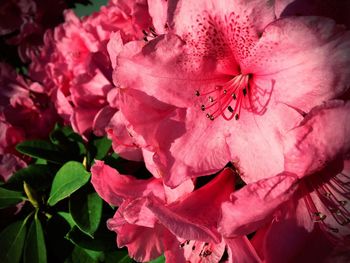 Close-up of pink flower