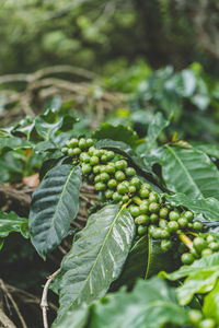 Close-up of berries growing on plant