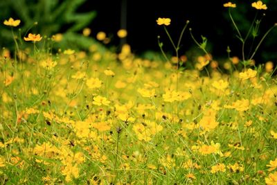 Close-up of yellow flowering plants on field