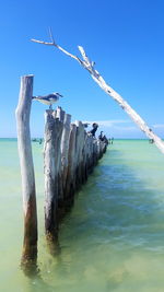 Bird flying over calm blue sea