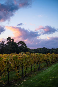 Scenic view of vineyard against sky