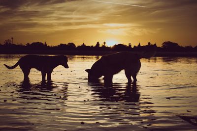 Horses in a lake