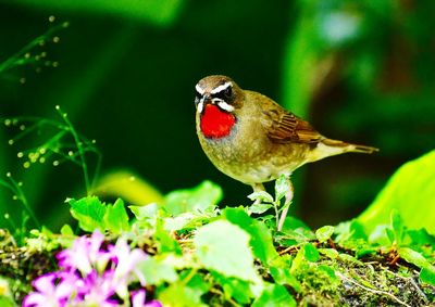 Close-up of bird perching on flower