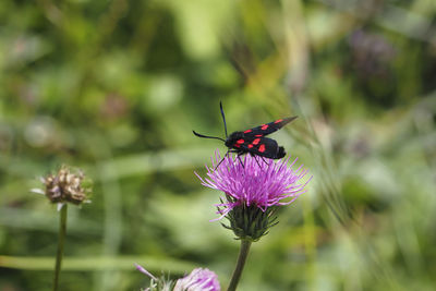 Close-up of butterfly pollinating on purple flower