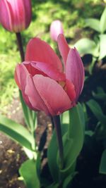 Close-up of pink tulip