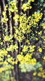 Close-up of yellow flowers