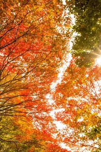 Low angle view of trees