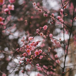 Close-up of cherry blossoms in spring