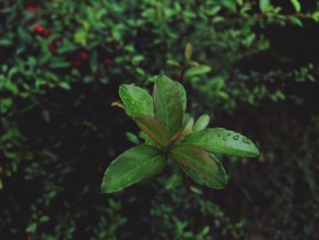 High angle view of small plant growing on field