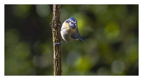 Close-up of bird perching on a feeder