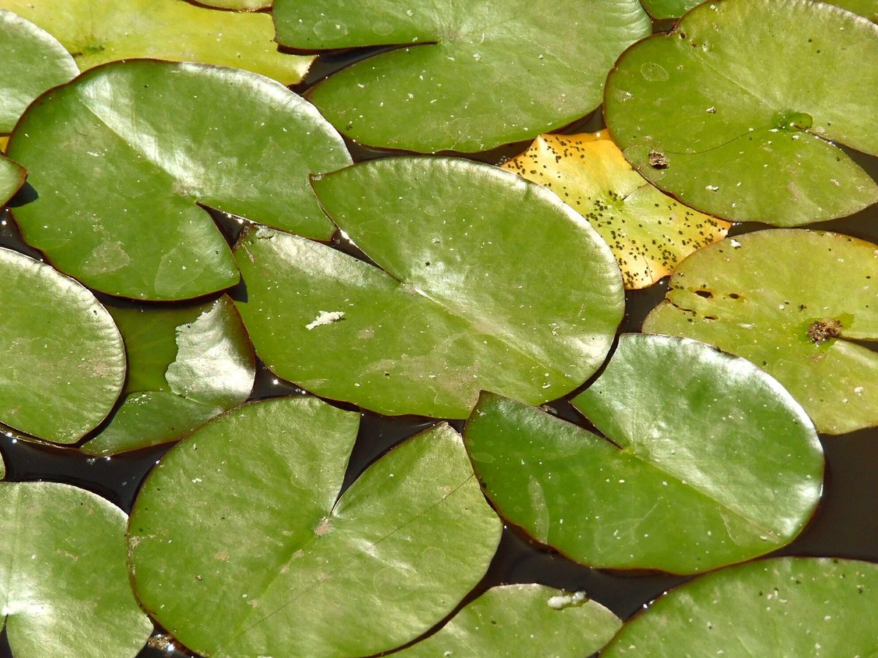 green color, leaf, plant part, no people, full frame, water lily, water, close-up, growth, plant, backgrounds, nature, beauty in nature, day, freshness, floating, high angle view, floating on water, pond, leaves