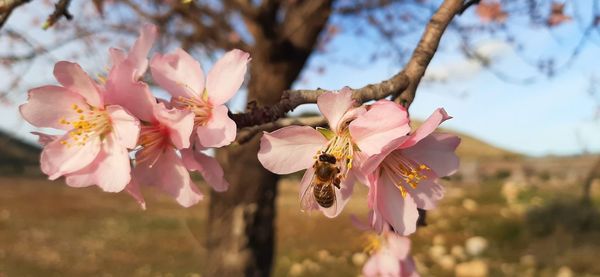 Close-up of pink cherry blossoms in spring