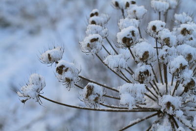 Close-up of snow on plant during winter