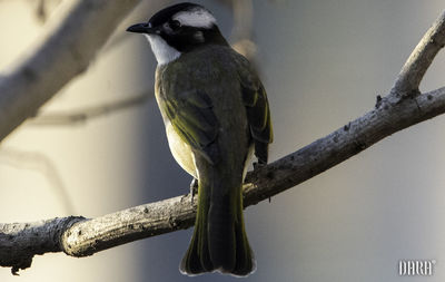 Close-up of bird perching on branch