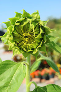 Close-up of fresh green leaves on plant against sky