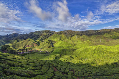 Magnificent landscape view of the tea plantation against the blue sky.