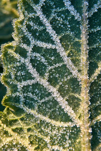 Close-up of frozen plant