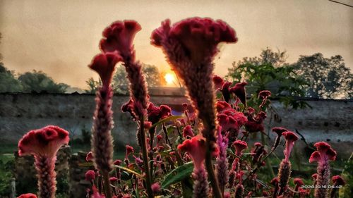 Close-up of red flowering plant