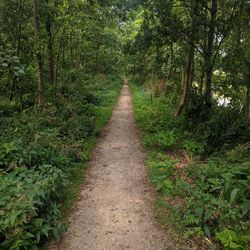 Narrow pathway along trees in park