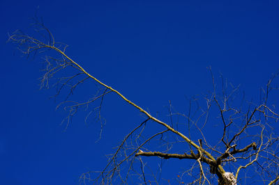 Low angle view of bare tree against blue sky