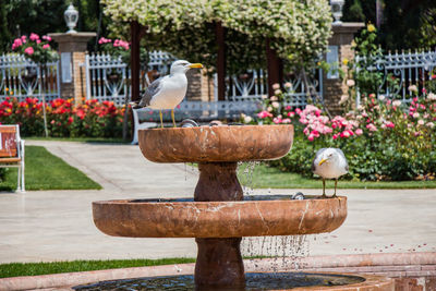 View of bird perching on plant at park