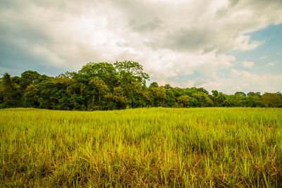 Scenic view of field against sky