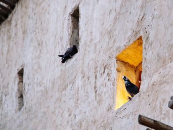 View of birds on wall