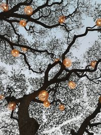 Low angle view of snow covered tree against sky