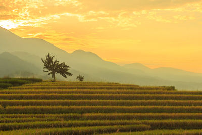 Morning view in the rice field area on the mountain with yellow rice at a beautiful sunrise