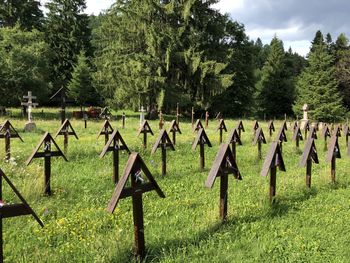 Panoramic view of trees on field against sky