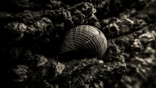 Close-up of seashell on rock