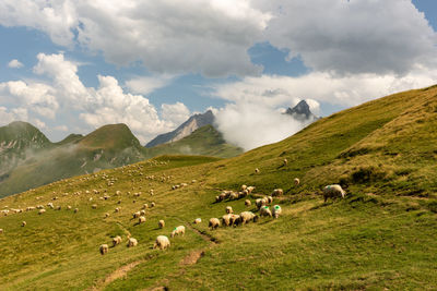 Flock of sheep on grassy field against sky