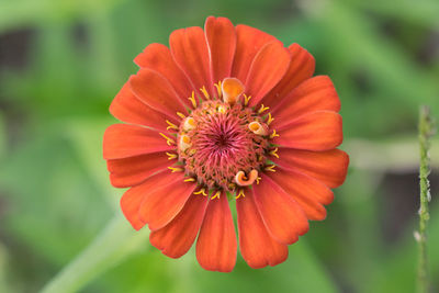 Close-up of orange flower blooming outdoors