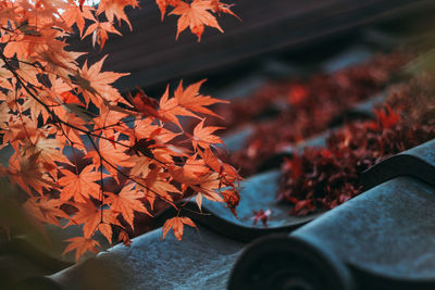 Close-up of maple leaves during autumn